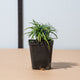 Simegarden Convallaria japonica nana 7cm