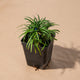 Simegarden Convallaria japonica nana 7cm