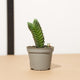 Simegarden Crassula buddha's temple Pianta succulenta / 5.5cm