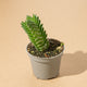 Simegarden Crassula buddha's temple Pianta succulenta / 5.5cm