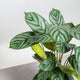 Simegarden Ctenanthe 14 cm