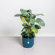 Simegarden Ctenanthe 14 cm