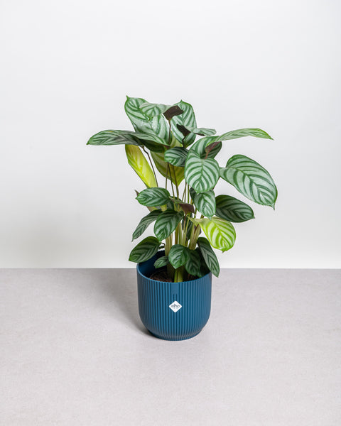 Simegarden Ctenanthe 14 cm