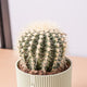 Simegarden Cuscino della suocera 14 cm