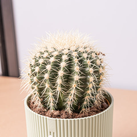 Simegarden Cuscino della suocera 14 cm