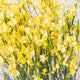Simegarden Cytisus praecox allgold 14 cm