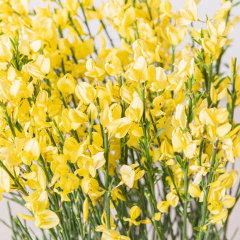 Simegarden Cytisus praecox allgold 14 cm