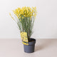 Simegarden Cytisus praecox allgold 14 cm