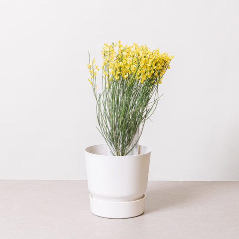Simegarden Cytisus praecox allgold 14 cm