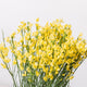 Simegarden Cytisus praecox allgold 14 cm
