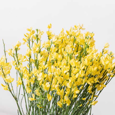 Simegarden Cytisus praecox allgold 14 cm