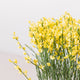 Simegarden Cytisus praecox allgold 14 cm