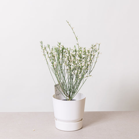 Simegarden Cytisus white lion 14 cm