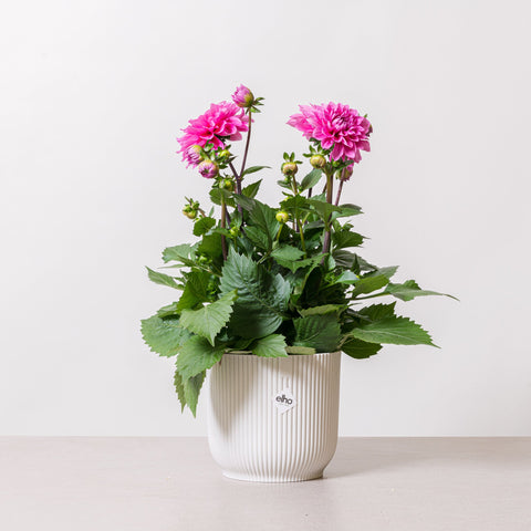Simegarden Dahlia fucsia