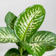 Simegarden Dieffenbachia tropic snow grande 19cm