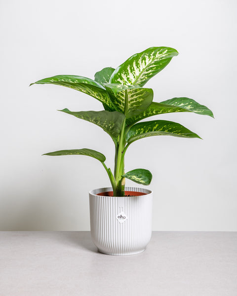 Simegarden Dieffenbachia tropic snow grande 19cm
