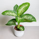 Simegarden Dieffenbachia tropic snow grande 19cm