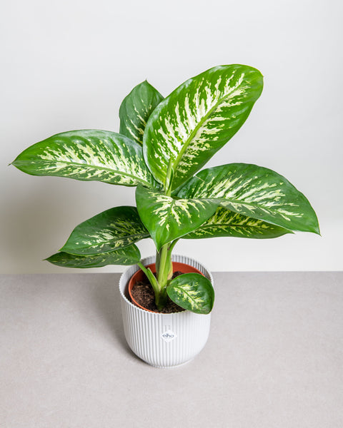 Simegarden Dieffenbachia tropic snow grande 19cm
