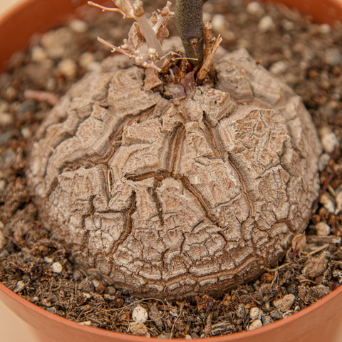 Simegarden Dioscorea elephantipes Pianta da collezione / 12cm