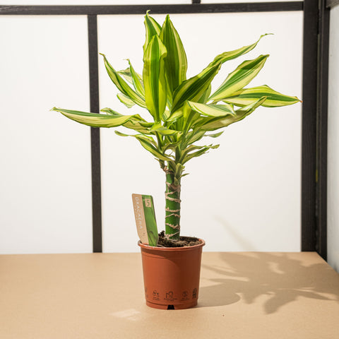 dracaena fragrans yellow coast Dracaena fragrans yellow coast – Simegarden