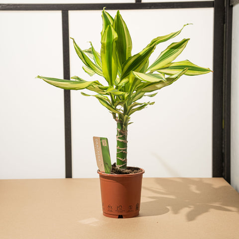 Simegarden Dracaena fragrans yellow coast 11cm