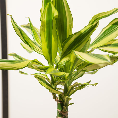 Simegarden Dracaena fragrans yellow coast 11cm