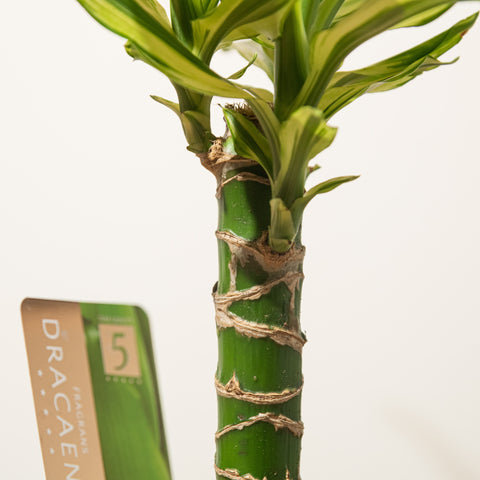 Simegarden Dracaena fragrans yellow coast 11cm