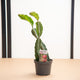 Simegarden Dragon fruit pianta 12cm / Pianta succulenta - epifita