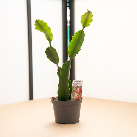 Simegarden Dragon fruit pianta 12cm / Pianta succulenta - epifita