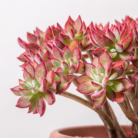 Simegarden Echeveria devotion pulvinata