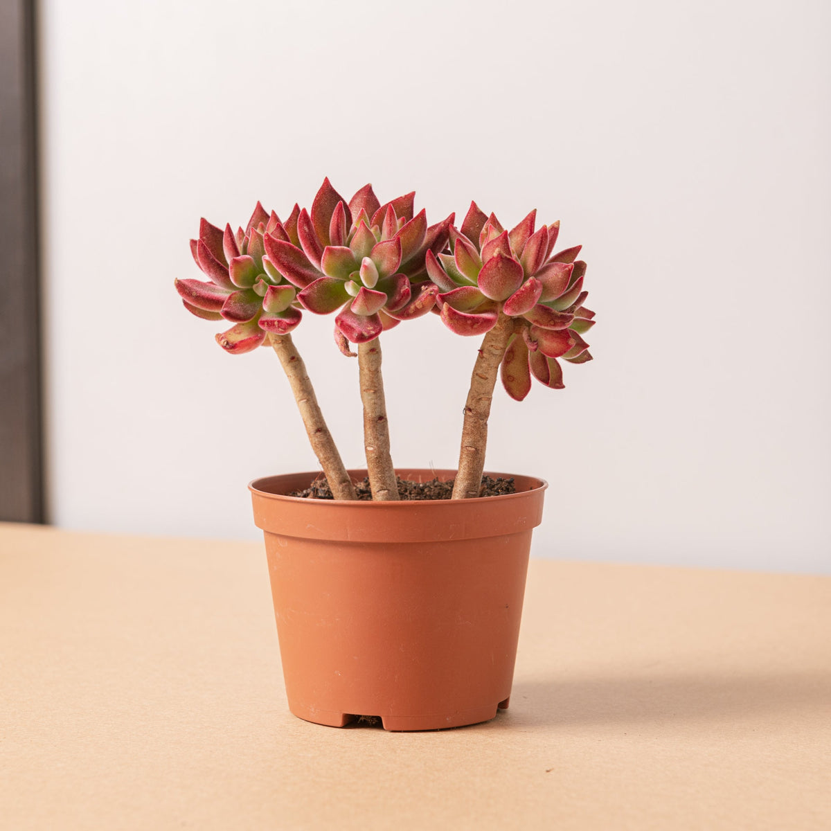 Echeveria Pulvinata 'DEVOTION' – Succulente Veloutée Vert-Rouge – Godet 6-10 Cm