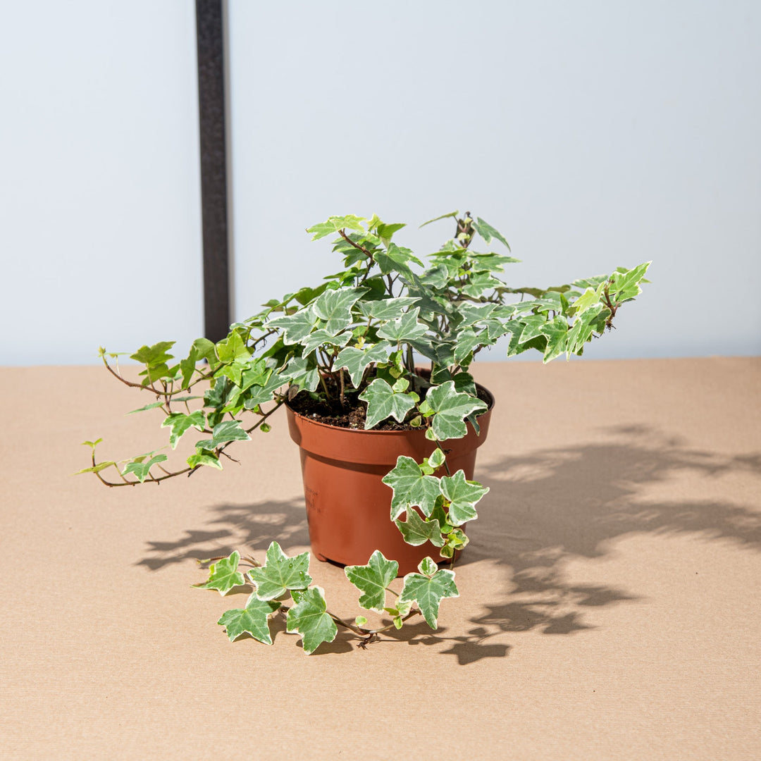 Edera variegata – Simegarden