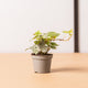 Simegarden Edera variegata baby