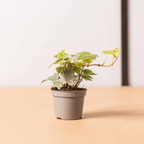Simegarden Edera variegata baby