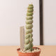 Simegarden Eulychnia castanea