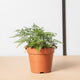 Simegarden Felce ragno 12 cm / 15+ cm
