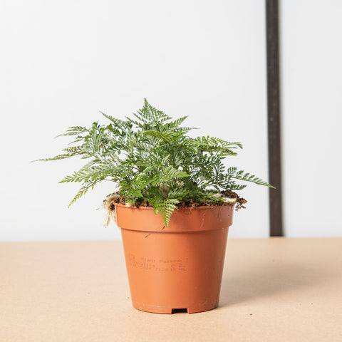Simegarden Felce ragno 12 cm / 15+ cm