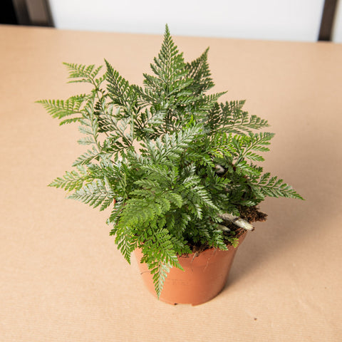 Simegarden Felce ragno 12 cm / 15+ cm