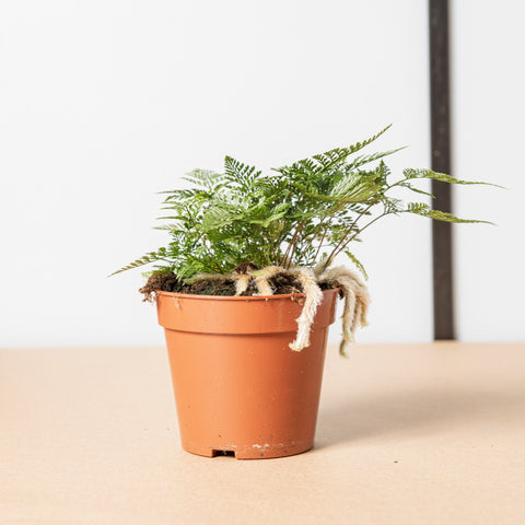 Simegarden Felce ragno 12 cm / 15+ cm