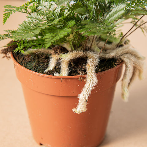 Simegarden Felce ragno 12 cm / 15+ cm