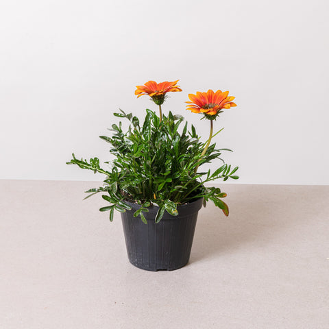Simegarden Gazania