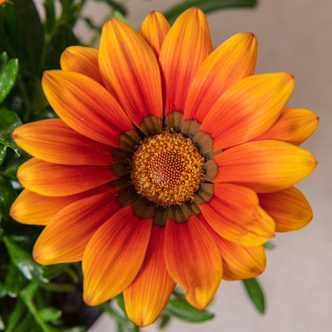 Simegarden Gazania
