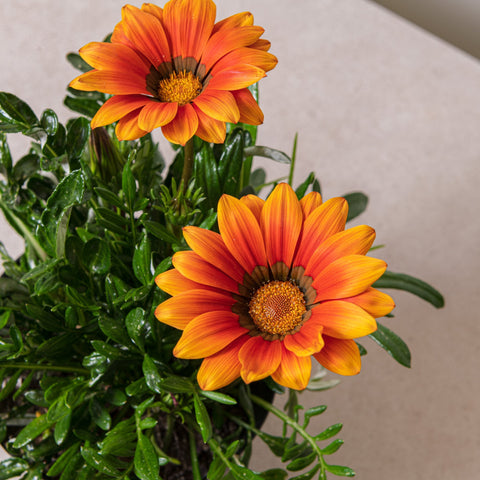 Simegarden Gazania