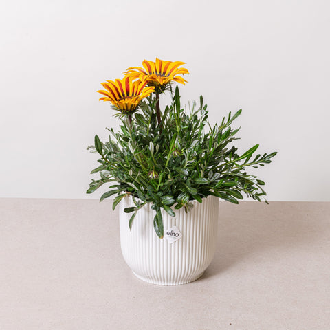 Simegarden Gazania