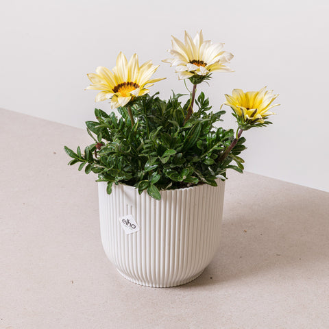 Simegarden Gazania