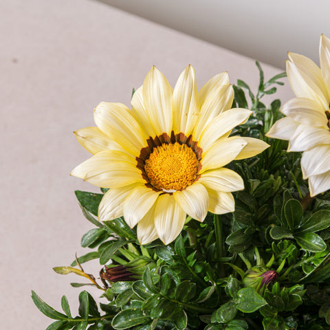 Simegarden Gazania