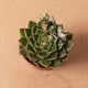 Simegarden Graptopetalum bellum