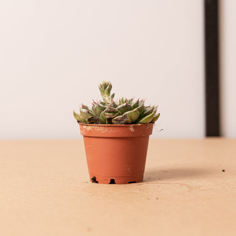 Simegarden Graptopetalum bellum
