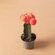 Simegarden Gymnocalycium mihanovichii orange