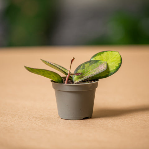 Simegarden Hoya australis lisa baby 6cm